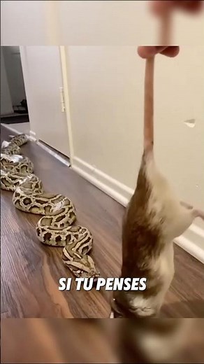 pythons VS anacondas 🐍😨