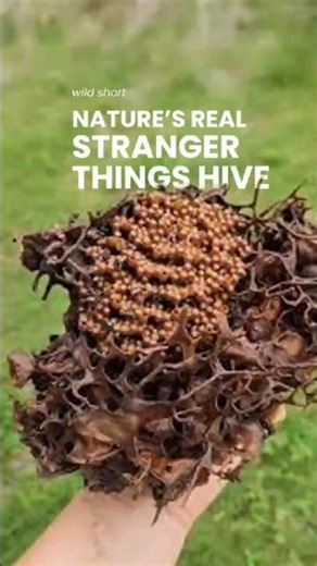 Real-Life Alien Hive Found on Earth