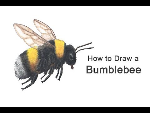 How to Draw a Bumblebee