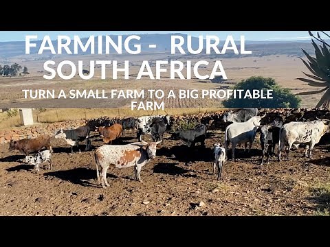 FARMING IN RURAL SOUTH AFRICA/ from small farm to big profitable farm