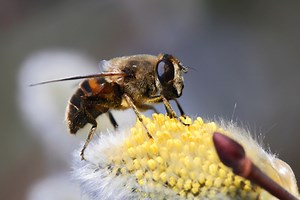 Insect bites and stings