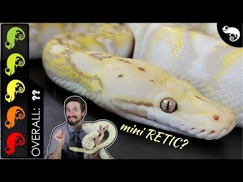 Super Dwarf Reticulated Python, The Best Pet Snake?