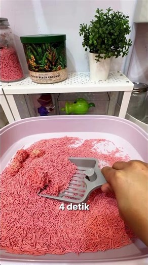 Bau itu lomba! #pasirtofu #animalnco #pasirkucing #kucing #anabul