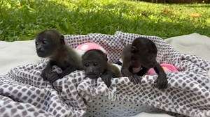 We started the weekend with some monkey love and introducing Java. 🐒 🙁Java was rescued after a dog attacked her and her mother. Java's mother died as a result of her injuries. Java was not hurt and was transferred to our nursery. It's been incredible to watch how Mina and Zendaya have welcomed her into their tiny troop.🫶 ✨We welcomed a large number of baby orphans who required our love and care. You can help us help them by donating. https://cutt.ly/P2kLoix | Jaguar Rescue Center