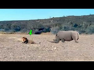 THE LION DID NOT SEE DEATH APPROACHING