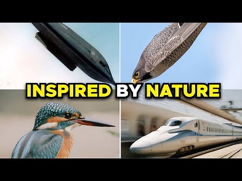 Power of Biomimicry: Nature-Inspired Sustainable Design Solutions | High On Design