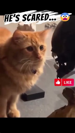 WTF Cat vs Alien 👽🐱 #wtf #cat #alien #funnyvideos #viralshorts #lol #trending #viral