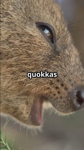 The Quokka: Nature's Happiest Creature!
