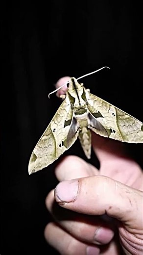 This Giant Moth Caused Absolute Chaos!