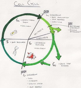6.1 The Cell Cycle