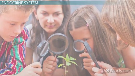 Endocrine System Lesson for Kids