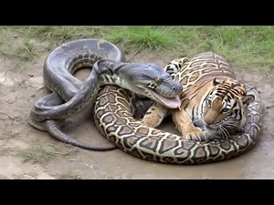 Tiger vs Python | Battle of Strength