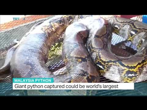 Giant python captured in Malaysia could be world's largest