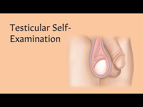 Testicular Self-Examination | AnatomyStuff