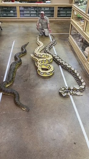 Comparing Sizes: Anaconda vs. Reticulated Python