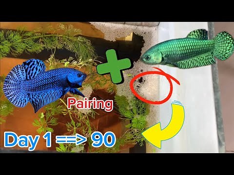 Breeding process of wild Betta fish with 2 different colors in 90 days | Nguyen Tuan Betta