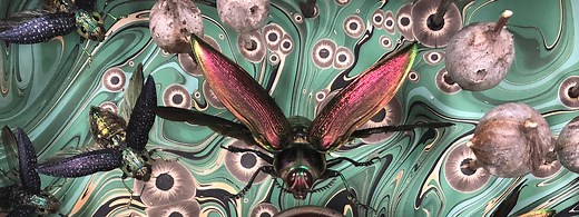 The alien beauty and creepy fascination of insect art