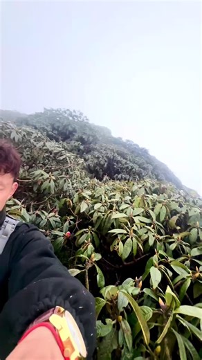 Cập nhật Hoa Đỗ Quyên Tại đỉnh Đỗ Quyên từ vị trí (A su leder dẫn bên Hờ Nhà 12/3/2026 )cho nóng ,hiện tại hoa tại đỉnh đỗ quyên mới đang nở một số ít cây dự kiếm cuối tháng 3 đầu tháng 4 là nở rộ hehe Putaleng 3 ngày 2 đêm ( ngăm hoa đẹp nhất 13-14-15/3( cuối tuần 18-19-20/3 20-21-22/3 ( cuối tuần 24-25-26/3 27-28-29/3 ( cuối tuần 30-31/3-1/4 3-4-5/4( cuối tuần 6-7-8/4 10-11-12/4 13-14-15/4 17-18-19/4 24-25-26/4 29-30-1/5 Putaleng 2 ngày 1 đêm ( ngăm hoa đẹp nhất 18-19-20/3 20-21-22/3 28-29/3 (