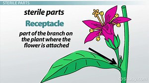 Flowering Plant Reproduction & Parts