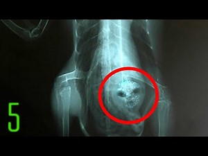 5 Most Terrifying Alien Experiments on Humans