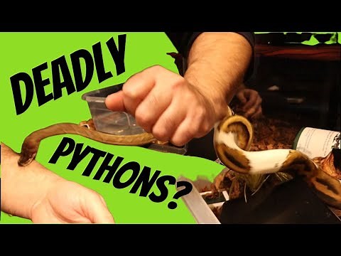 What Does a Python Bite Feel Like?