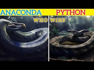 Anaconda vs Python: The Ultimate Showdown!