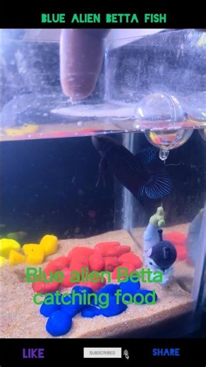 blue alien Betta fish catching food #betta #edit #fighter