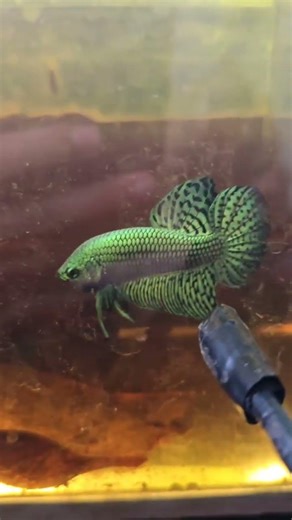 Green alien betta fish #greenalien