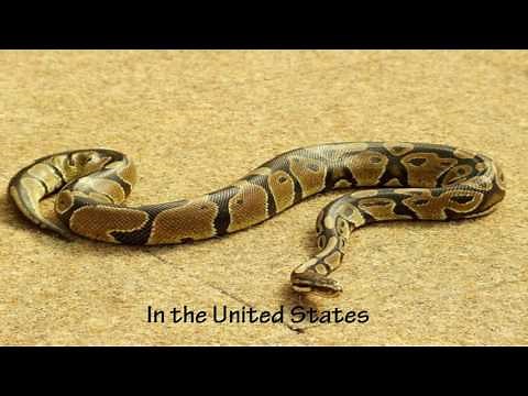 Life cycle of Python Snake | Life of Python