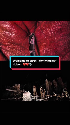 This is alien species three through six. These are flying leaf ribbons. Today is February 24, 2026 Port St. Lucie Florida. These are real believe it or not. Everything around me is being controlled by an alien field every single particle watch the behavior of everything on the screen. You’re going to see Lee’s turn it into actual aliens believe it or not they’re very small and very long. These are not insects #alien documentary#particle behavior#quantum physics#alien communication#quantum fields