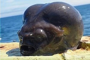 ‘Alien’ Fish Pulled From the Depths by Deep-Sea Fisherman