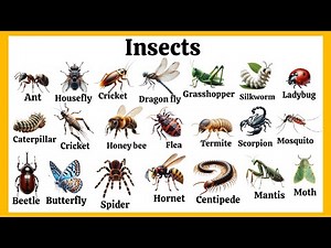 Insects name in English || learn different insects name || insects vocabulary