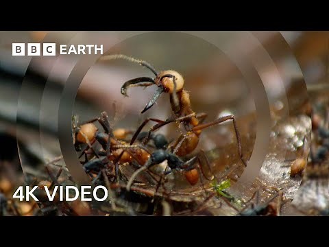 Army Ants Rampage Through The Forest | 4K UHD | The Hunt | BBC Earth