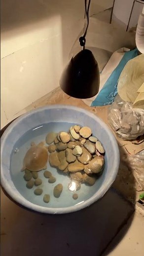 Turtle Graphics in Python: A Complete Setup Tutorial #turtle