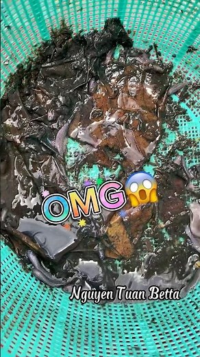 Catching wild alien betta fish#bettafishtank #betta