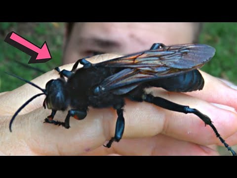 GIGANTIC WASP Discovered in the RAINFOREST: Sphex ingens