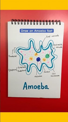 How to Draw an Amoeba | Draw an Amoeba Quickly and Easily #science #diagram #amoeba