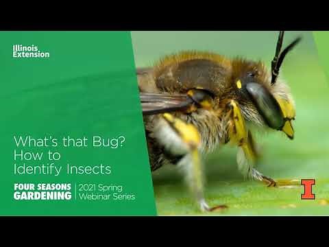 What's That Bug? How to Identify Insects