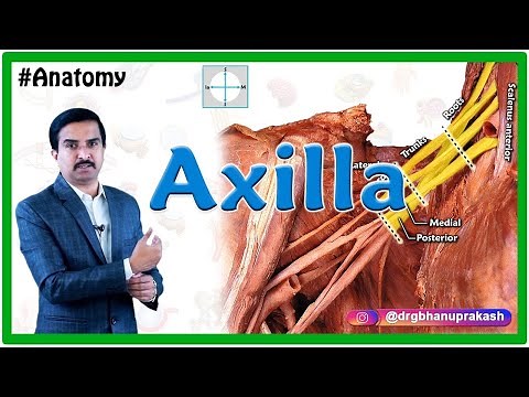 Anatomy of the Axilla by Cadaveric HD images : Dr G Bhanu Prakash / USMLE Step 1