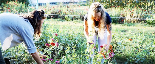 Specialty Cut Flower Growers - ASCFG | Local Flowers