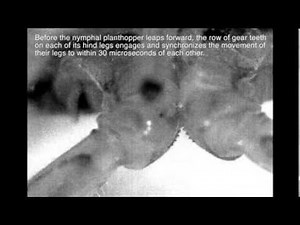 Mechanical Gears in Jumping Insects