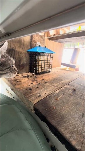 Watching the Outside World from the Condo 👀🐱