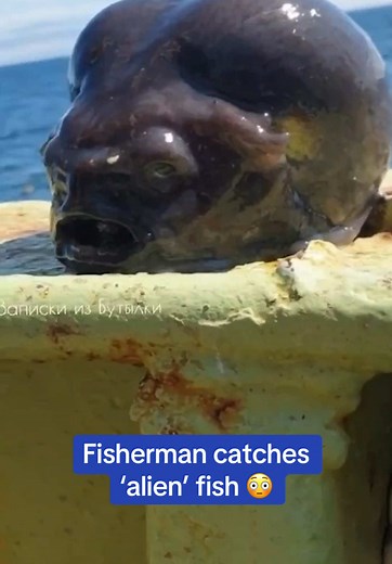 Fisherman Catches Unusual Alien-Like Lumpfish