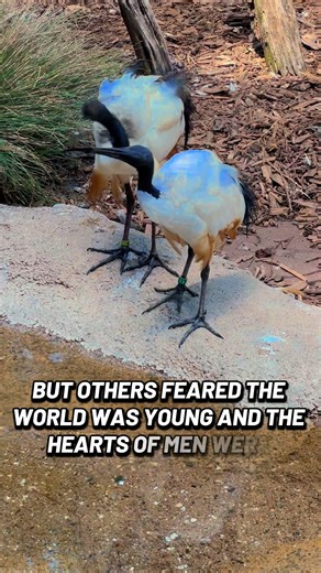 Avian Aliens Descendants: Exploring Bird Aliens