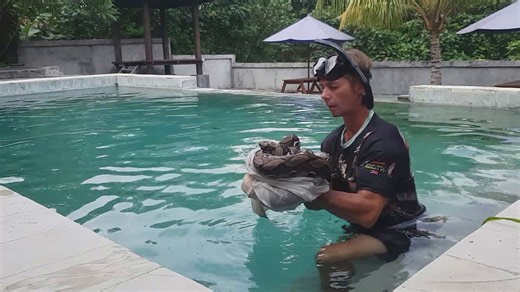 Large python discovered swimming in pool