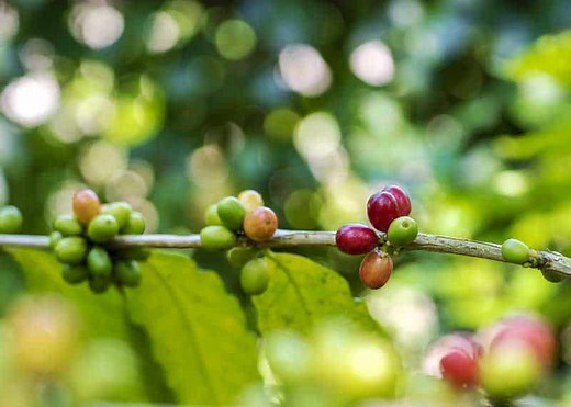 Quick History of Java Coffee: Why is Coffee Called Java? | EnjoyJava