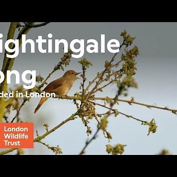 Nightingale song