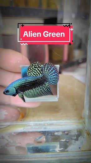 Alien Green #bettafish #cupanghias #cupangindonesiaofficial #cupangkontes #cupang #alien #alienhijau #alienhibrid