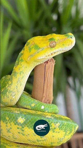 Green Tree Python – The Emerald Guardian of the Rainforest 🌿🐍✨
