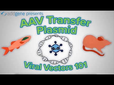 AAV Transfer Plasmids - Viral Vectors 101